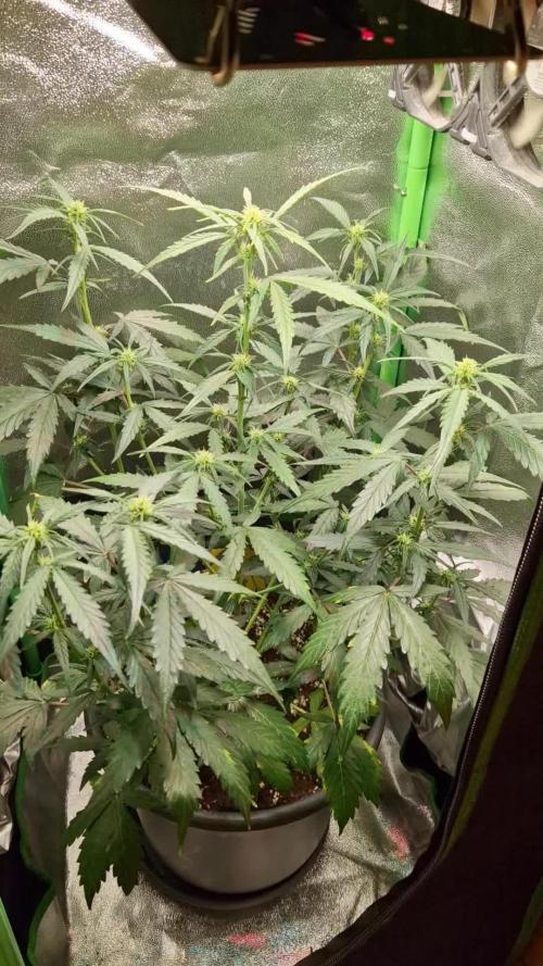 Deep Jealousy Auto