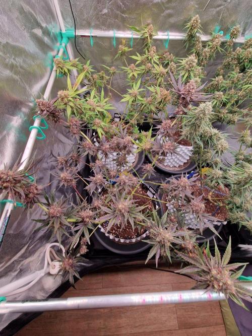 Blucci OG. Week 13 - 16.08.26