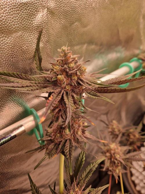 Blucci OG. Week 13 - 16.08.26 