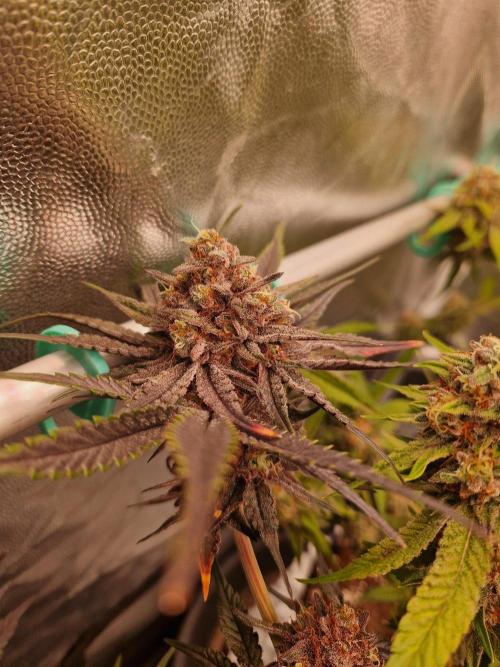 Blucci OG. Week 13 - 16.08.26 