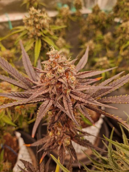 Blucci OG. Week 13 - 16.08.26 