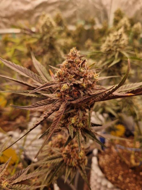 Blucci OG. Week 13 - 16.08.26 