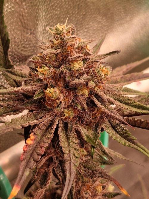 Blucci OG. Week 13 - 16.08.26 