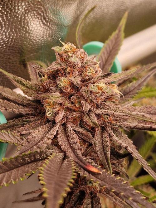 Blucci OG. Week 13 - 16.08.26 