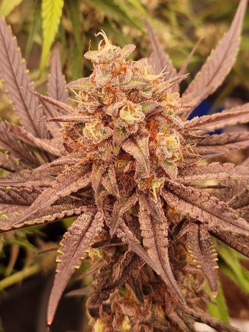 Blucci OG. Week 13 - 16.08.26 