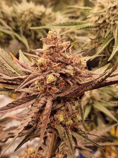 Blucci OG. Week 13 - 16.08.26 