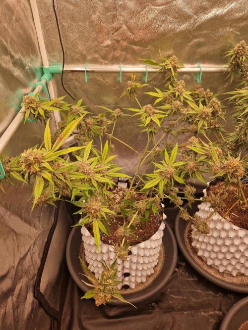 Bluzcotti Vaders Cut (2026). Week 15 - 16.08.26 