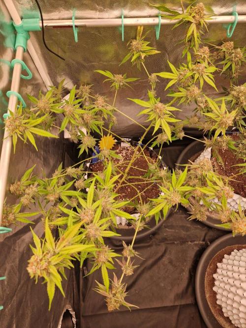 Bluzcotti Vaders Cut (2026). Week 15 - 16.08.26 