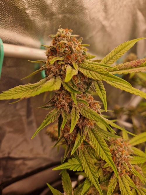Bluzcotti Vaders Cut (2026). Week 15 - 16.08.26 