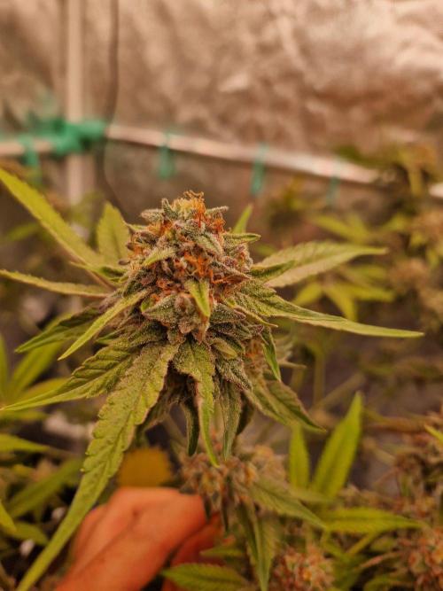 Bluzcotti Vaders Cut (2026). Week 15 - 16.08.26 