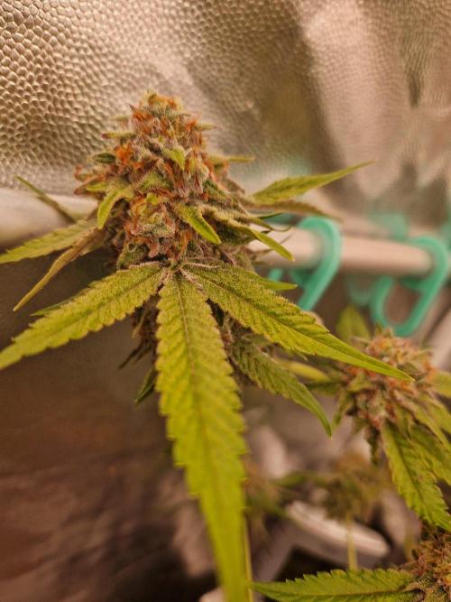Bluzcotti Vaders Cut (2026). Week 15 - 16.08.26 