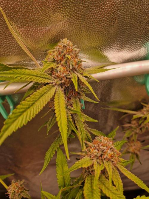 Bluzcotti Vaders Cut (2026). Week 15 - 16.08.26 