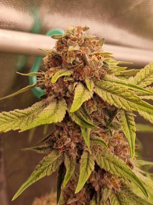 Bluzcotti Vaders Cut (2026). Week 15 - 16.08.26 