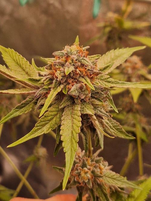 Bluzcotti Vaders Cut (2026). Week 15 - 16.08.26 