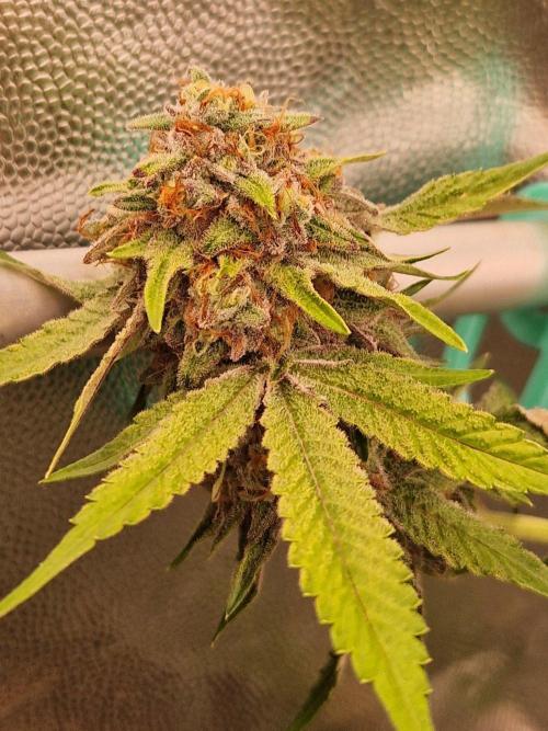 Bluzcotti Vaders Cut (2026). Week 15 - 16.08.26 