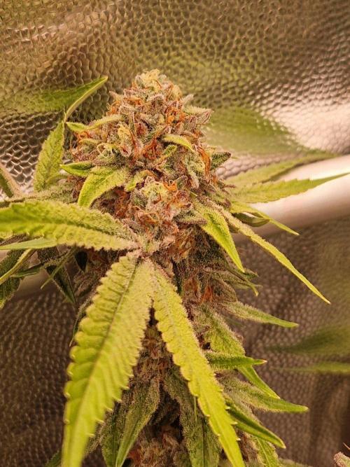 Bluzcotti Vaders Cut (2026). Week 15 - 16.08.26 
