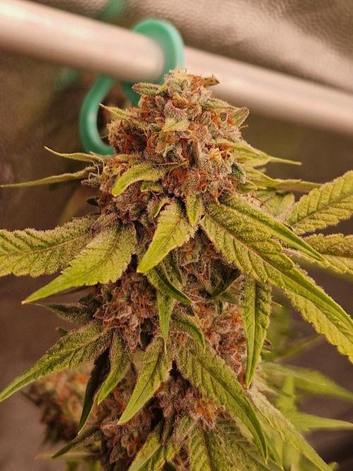 Bluzcotti Vaders Cut (2026). Week 15 - 16.08.26 