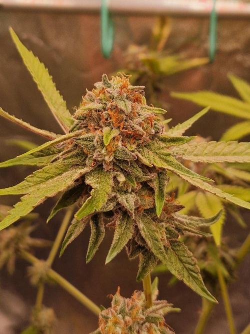 Bluzcotti Vaders Cut (2026). Week 15 - 16.08.26 