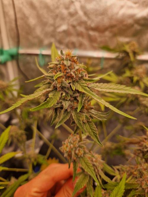 Bluzcotti Vaders Cut (2026). Week 15 - 16.08.26 