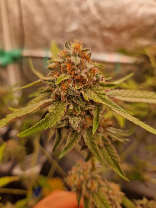 Bluzcotti Vaders Cut (2026). Week 15 - 16.08.26 