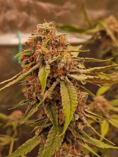 Bluzcotti Vaders Cut (2026). Week 15 - 16.08.26 