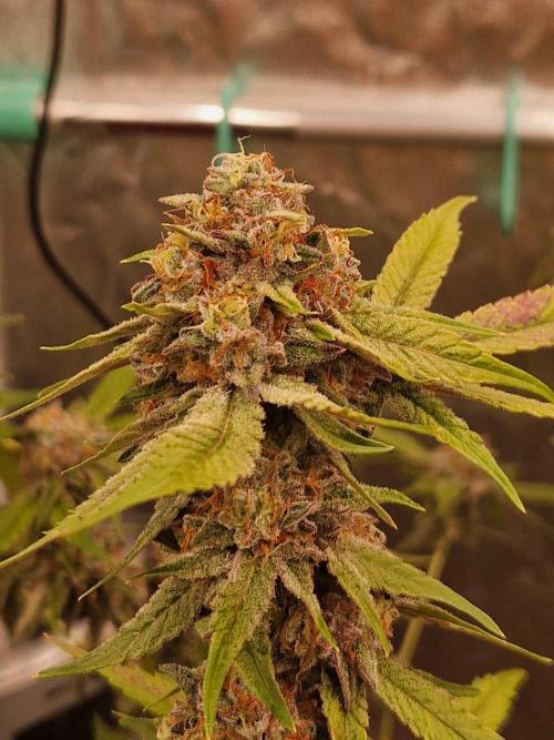 Bluzcotti Vaders Cut (2026). Week 15 - 16.08.26 