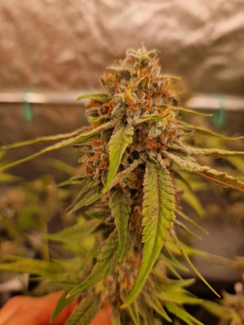 Bluzcotti Vaders Cut (2026). Week 15 - 16.08.26 