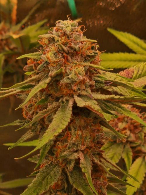 Bluzcotti Vaders Cut (2026). Week 15 - 16.08.26 