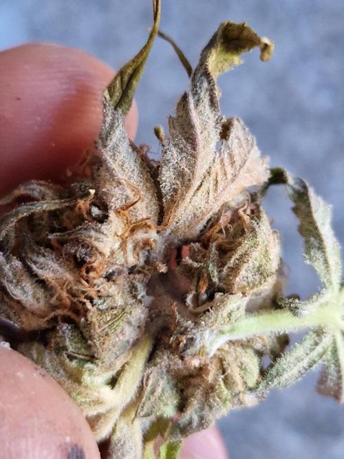 Bluzcotti Vaders Cut (2026). Week 15 - 14.08.26