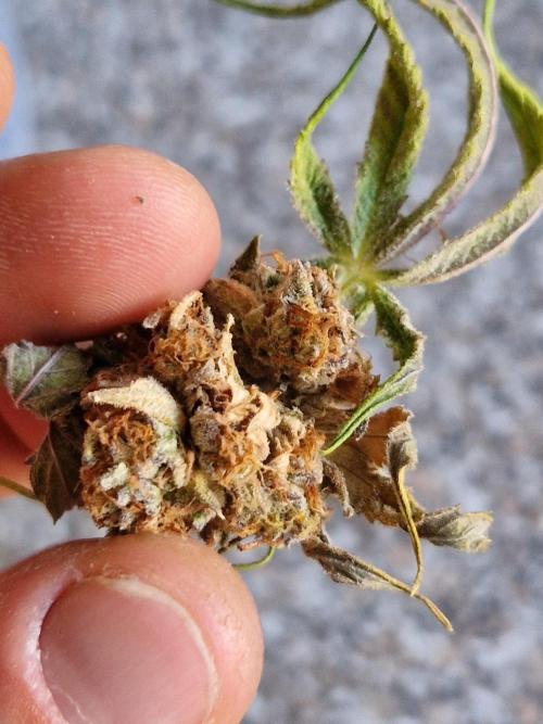 Bluzcotti Vaders Cut (2026). Week 15 - 14.08.26