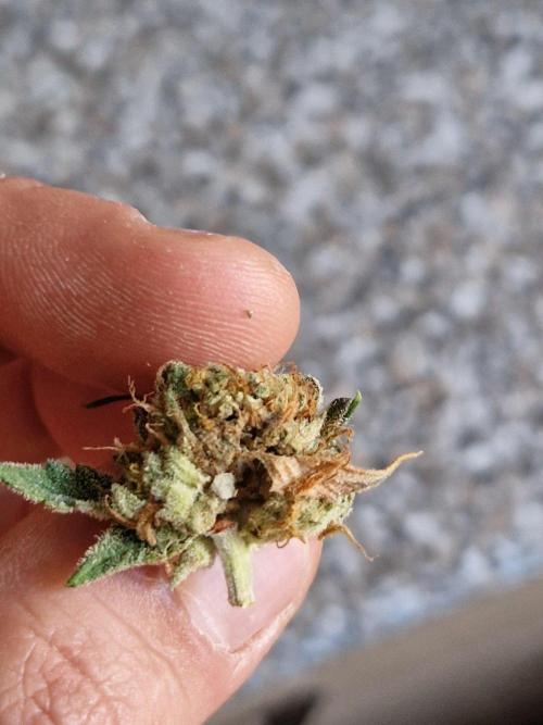 Bluzcotti Vaders Cut (2026). Week 15 - 14.08.26 