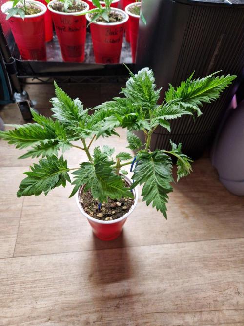 Mentha de Croco Fern Type Pheno #1. Week 7 - 17.08.26
