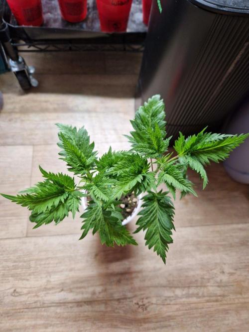 Mentha de Croco Fern Type Pheno #1. Week 7 - 17.08.26