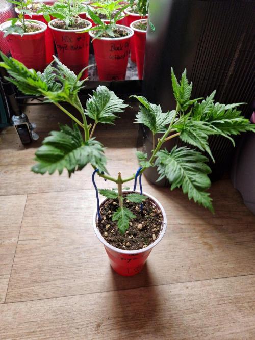 Mentha de Croco© Fern. Week 7