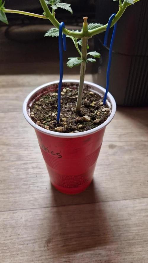 Mentha de Croco Fern Type Pheno #1