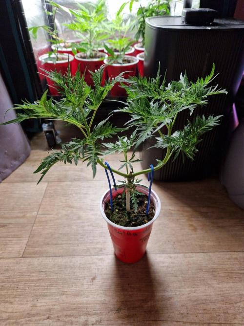 Mentha de Croco Fern Type Pheno #2. Week 7