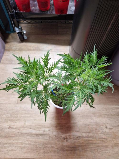 Mentha de Croco Fern Type Pheno #2. Week 7