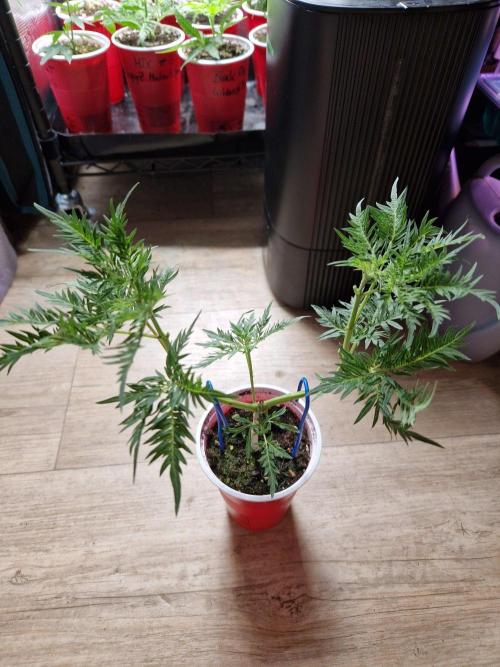 Mentha de Croco© Fern. Week 7