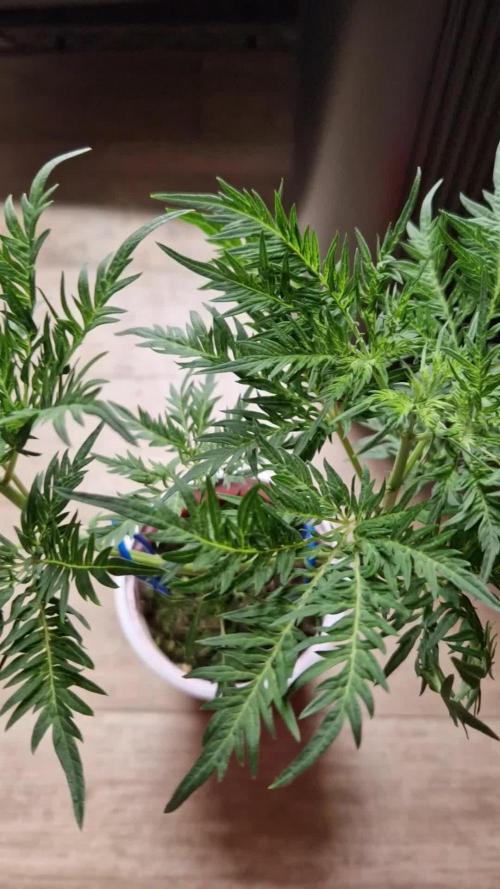 Mentha de Croco Fern Type Pheno #2