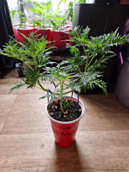 Mentha de Croco Fern Type Pheno #3. Week 7