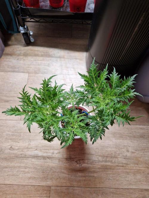 Mentha de Croco Fern Type Pheno #3. Week 7
