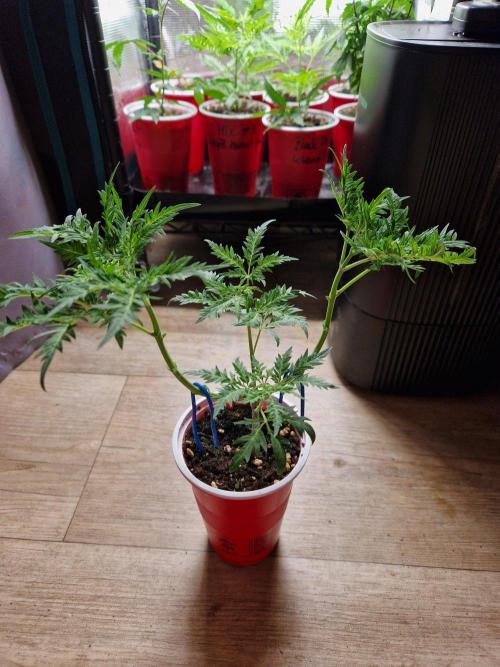 Mentha de Croco© Fern. Week 7