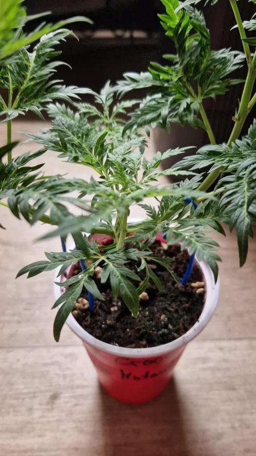Mentha de Croco Fern Type Pheno #3