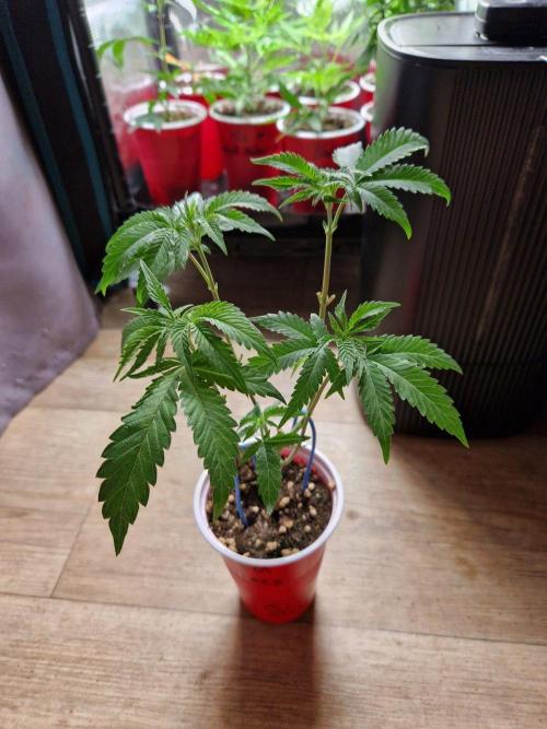 Black Orchard. Week 7