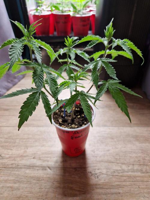 Super Double Cherry. Week 7 - 17.08.26
