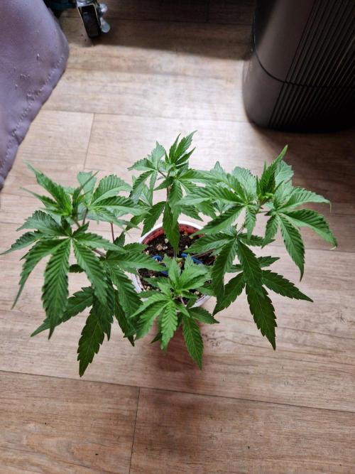 Super Double Cherry. Week 7 - 17.08.26