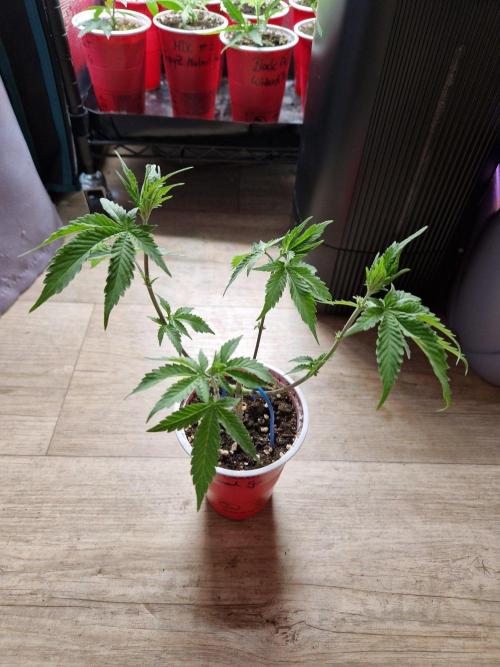 Super Double Cherry. Week 7 - 17.08.26