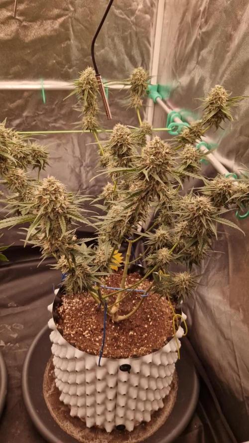 The White Sweet Candy OG One USAGenetics