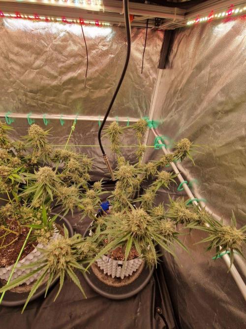 The White Sweet Candy OG One USAGenetics. Week 18 - 16.08.26