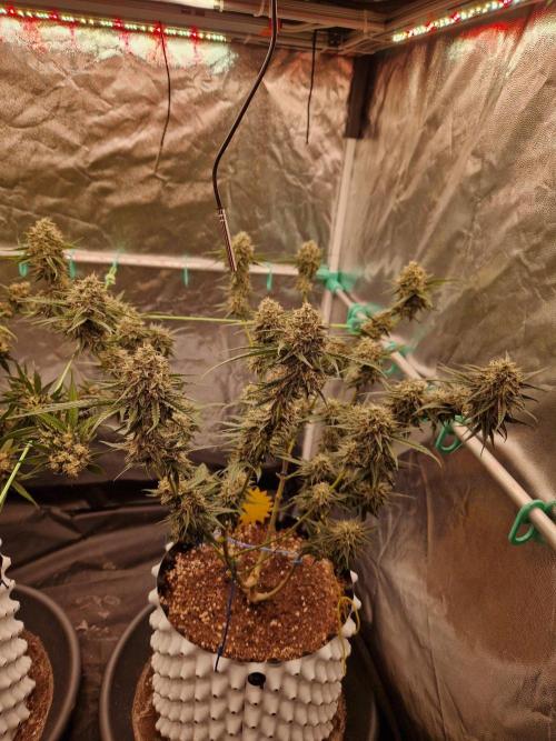 The White Sweet Candy OG One USAGenetics. Week 18 - 16.08.26
